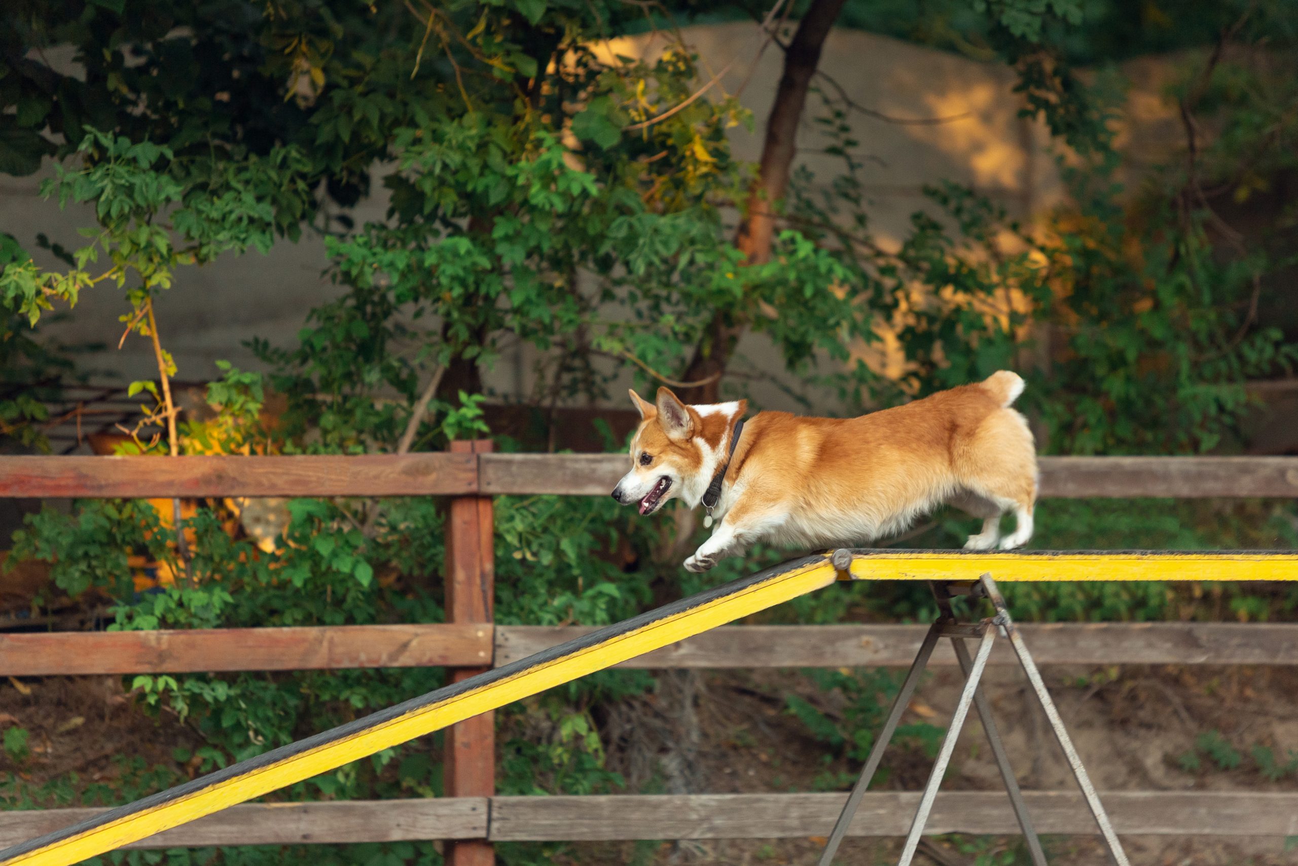 Your Comprehensive Guide to Dog Boarding Frequently Asked Questions Dante's Boarding Doggy